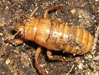 Brood XIV Immature cicada nymph.