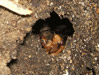 Cicada nymph in burrow