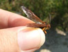 Holding a Male Cicada killer