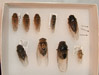 Western Cicadas