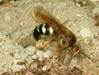Cicada killer female.
