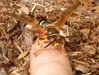 Male Cicada Killer wasp.