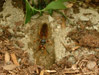 Female Cicada Killer