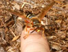 Male Cicada Killer wasp