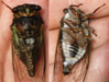 Male T. lyricen cicada.