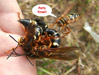 Cicada Killer Male party time!!