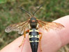 Cicada Killer Male small spurs.