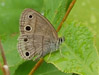 Little wood satyr butterfly