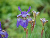 Purple Iris (Iris germanica)