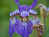 Purple Iris (Iris germanica)