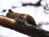 Red Squirrel