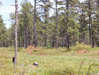 Ossipee Pine Barrens habitat for Okanagana