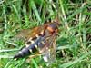 Cicada Killer Wasp 