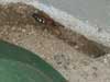 Cicada Killer digging burrow