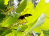 Cicada Killer Wasp in Maple Tree