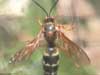 Cicada killer wasp from Omaha, NE