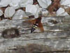 Sphecius speciosus wasp