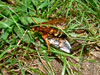 Cicada Killer with prey
