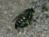 Stictia carolina wasp