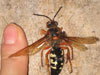Cicada Killers in Greene, RI
