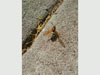 Cicada Killers in Wethersfield, CT
