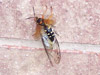 Cicada Killer Wasp in San Antonio, TX