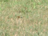 A cicada killer wasp in flight