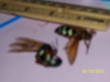 Eastern Cicada Killer in Warwick, RI