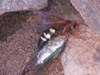 Cicada Killer wasp in Sherman, CT