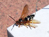 Cicada Killer wasp
