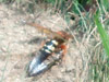 Cicada killer wasp with prey