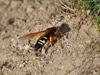 Cicada Killer from Nashua, NH