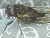 Tibicen lyricen cicada