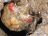 Early M. septendecim nymph