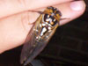Male T. dorsatus cicada