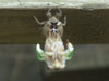 T. canicularis cicada