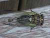 T. lyricen cicada from Ashland, MA