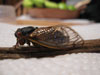 M. septendecim Periodical Cicada