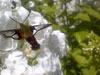 Clearwing Hummingbird Moth
