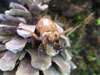 White-eyed Periodical cicada nymph