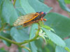 Periodical cicada M. septendecim