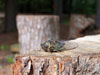 Tibicen canicularis adult cicada