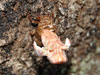 Molting T. canicularis cicada