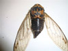 Dead Tibicen lyricen cicada 