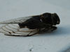 Male T. linnei cicada