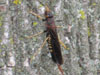 Pigeon Horntail Wasp