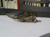 Tibicen canicularis cicada