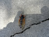 Deformed periodical cicada