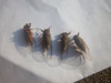 Cicada calliope from Pana, IL