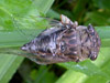 T. canicularis female